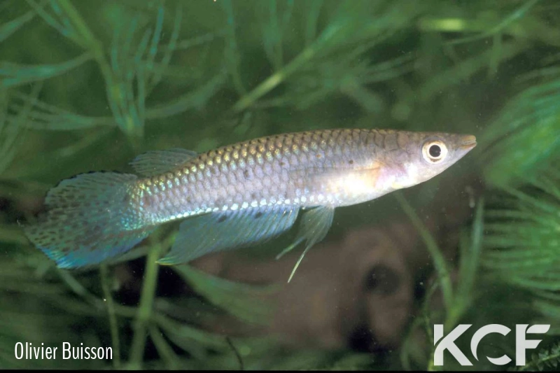 Aplocheilus dayi dayi Kalmunai male adulte 