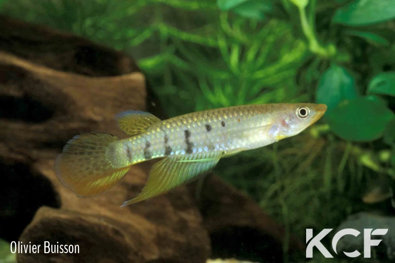 Aplocheilus dayi werneri Kottawa Forest male adulte 