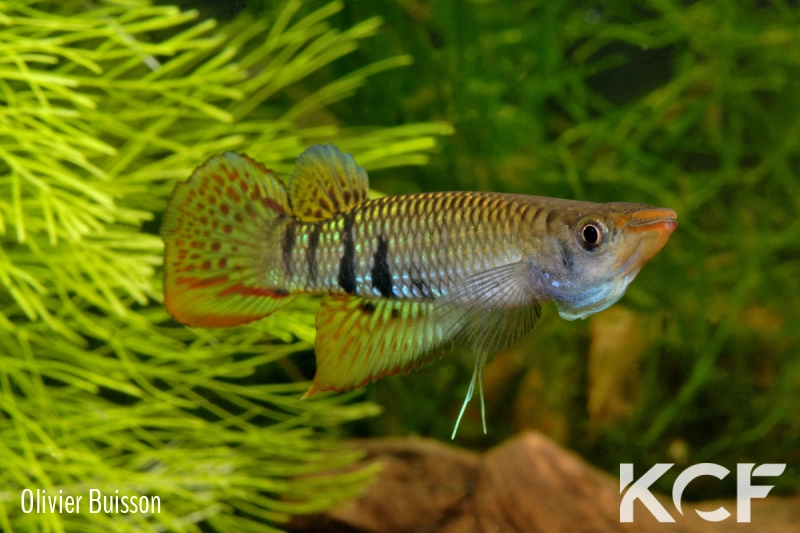 Aplocheilus werneri Kottawa Forest male adulte 
