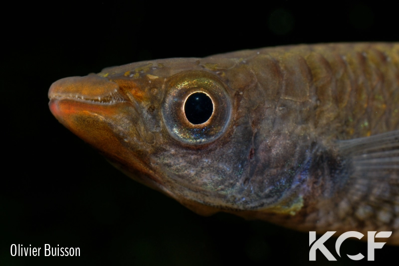 Aplocheilus dayi werneri Kottawa Forest male adulte 