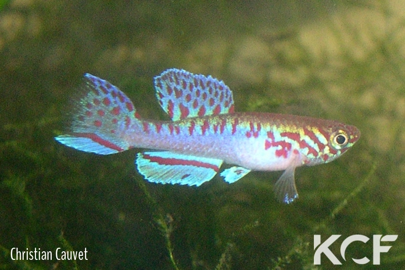 Fundulopanchax filamentosus Sud Benin male adulte 