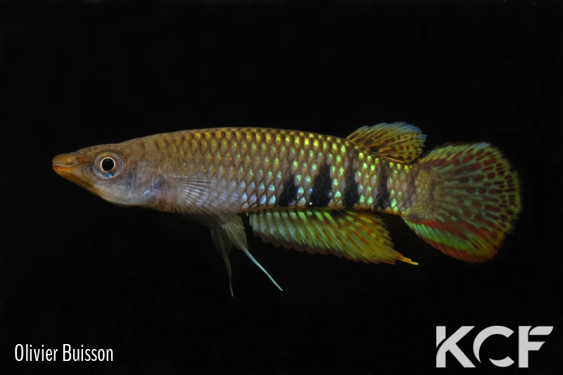 Aplocheilus werneri Kottawa Forest male adulte 
