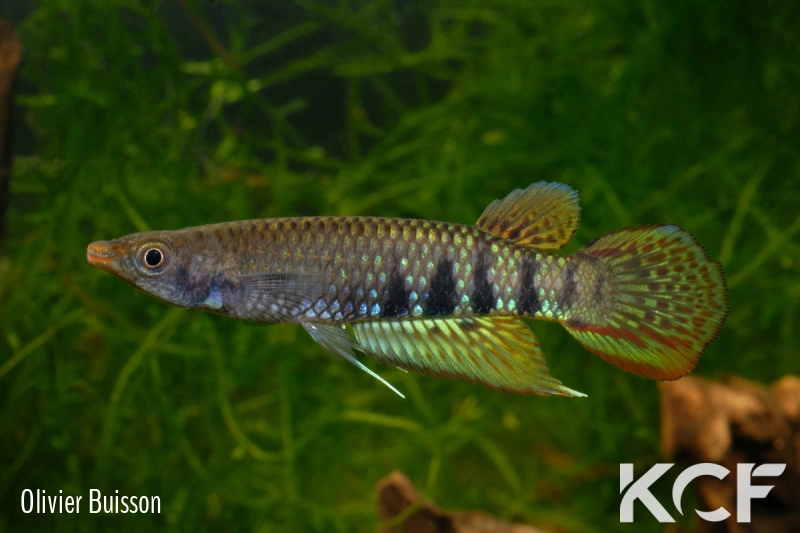 Aplocheilus werneri Kottawa Forest male adulte 