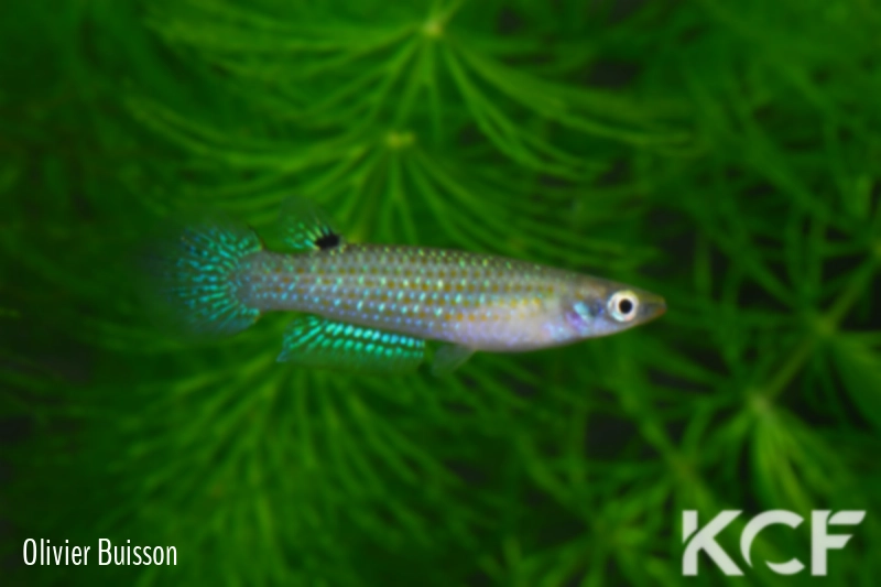 Aplocheilus kirchmayeri Colva beach INDE 03 male adulte 