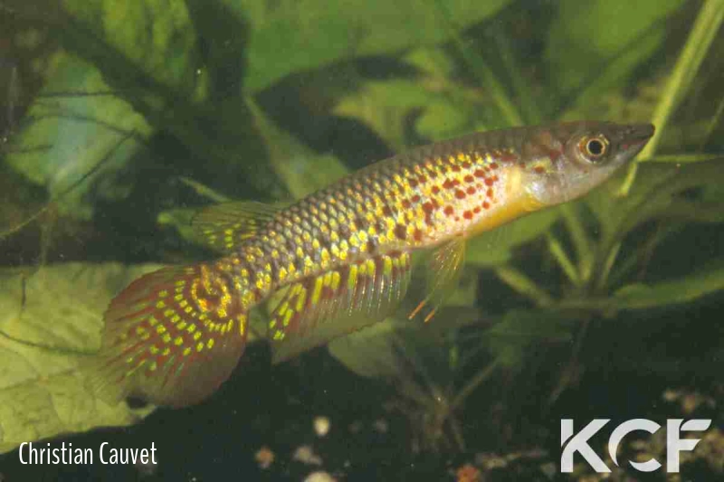 Aplocheilus lineatus  male adulte 