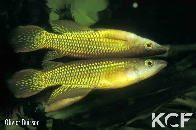 Aplocheilus lineatus Doré male adulte 