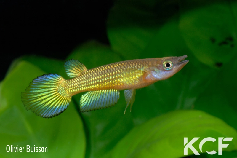 Aplocheilus lineatus Doré male adulte 