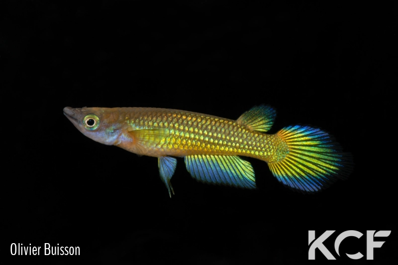 Aplocheilus lineatus Doré male adulte 