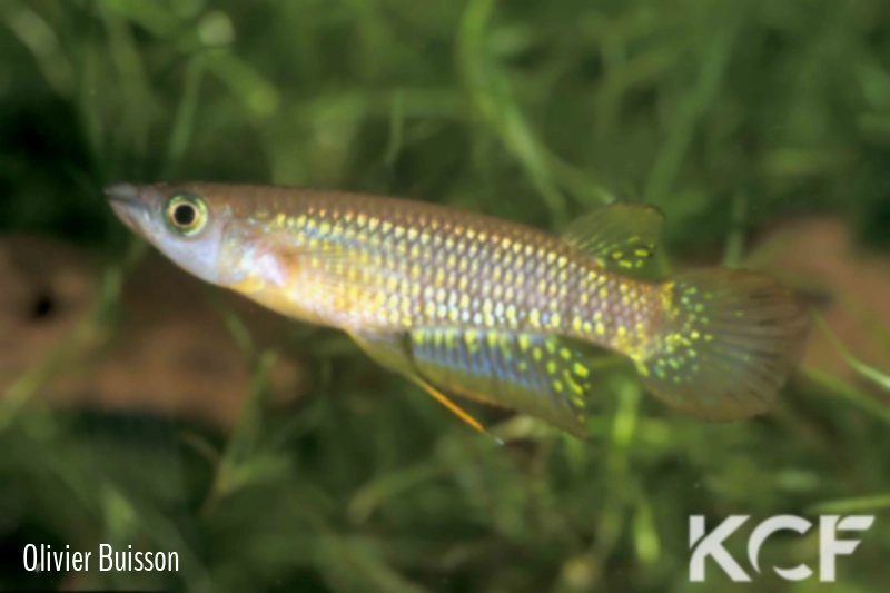 Aplocheilus lineatus Nellicuppam male adulte 