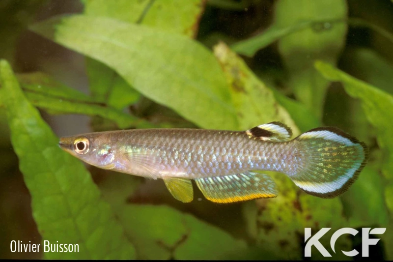 Aplocheilus panchax panchax Saigon 96 male adulte 