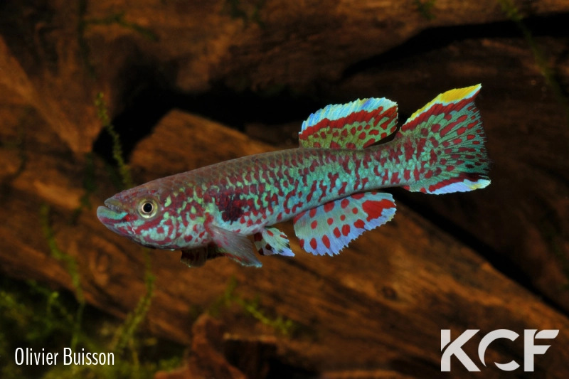 Fundulopanchax gardneri CI male adulte 