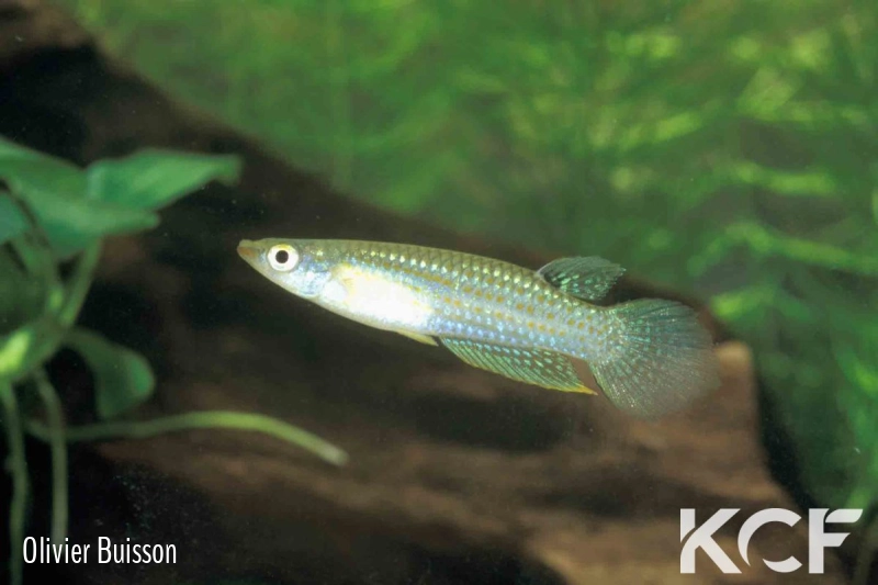 Aplocheilus parvus  male adulte 