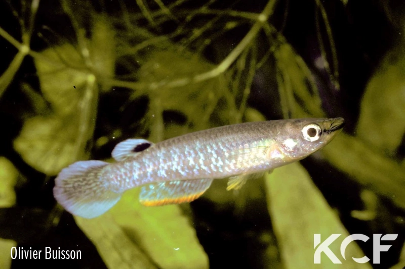 Aplocheilus sp. Henzada male adulte 