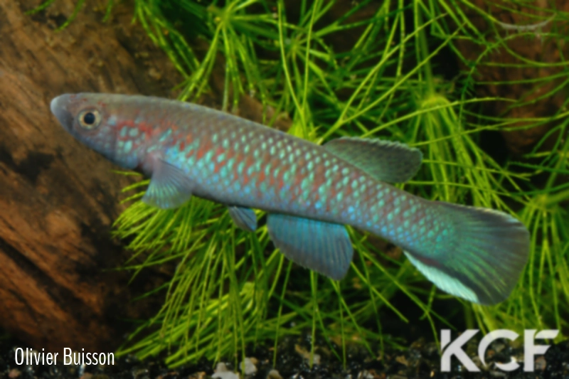 Archiaphyosemion guineense Lenghe-Curoh SL 93-37 male adulte 