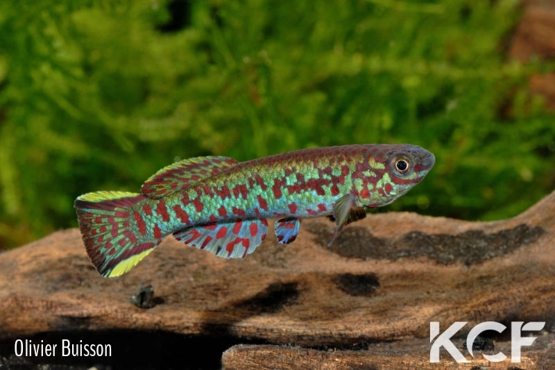 Fundulopanchax gardneri Nsukka male adulte 
