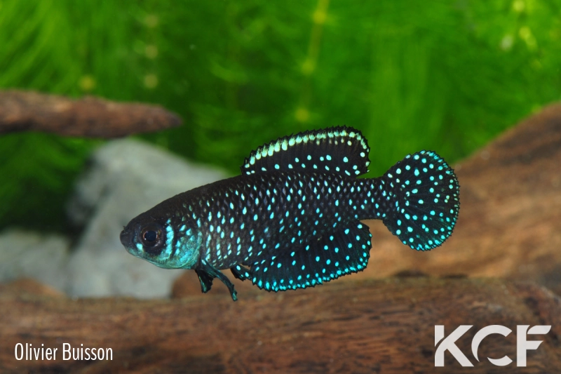 Austrolebias nigripinnis  male adulte 