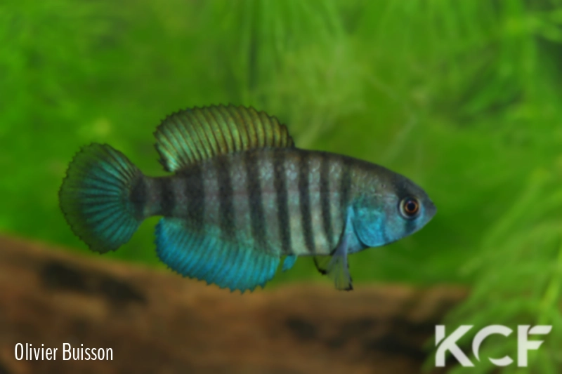 Austrolebias nigrofasciatus Jaguarão River floodplains - Mirim Lagoon basi male adulte 