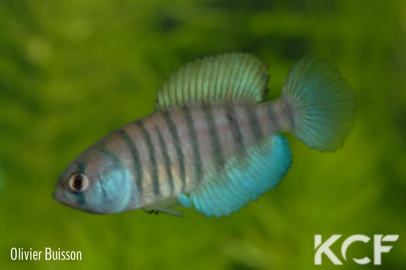 Austrolebias nigrofasciatus Jaguarão River floodplains - Mirim Lagoon basi male adulte 