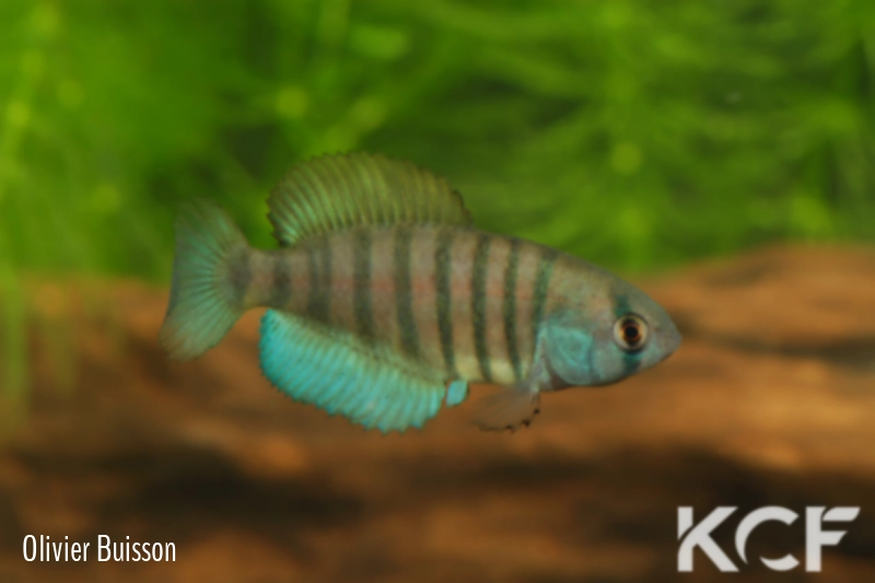 Austrolebias nigrofasciatus Jaguarão River floodplains - Mirim Lagoon basi male adulte 