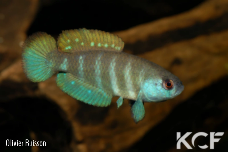 Austrolebias paucisquama  male adulte 