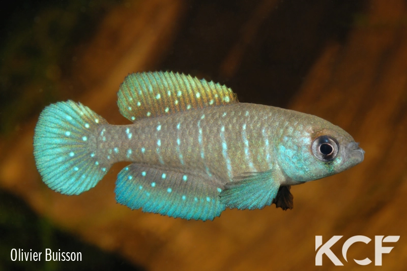 Austrolebias paucisquama Nielsen male adulte 