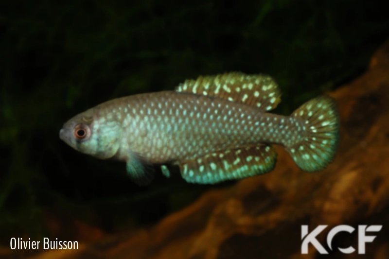 Austrolebias periodicus Las Cavas Artigas male adulte 