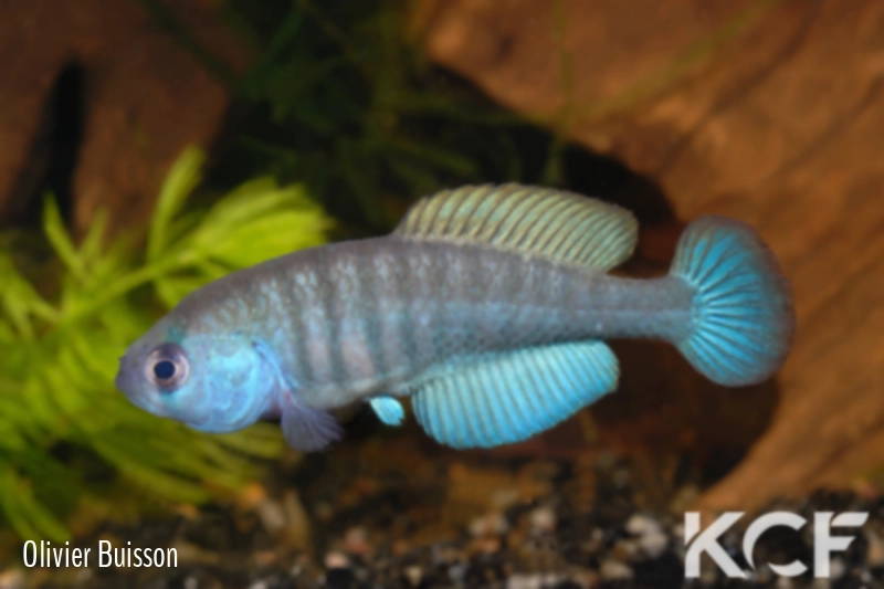 Austrolebias salviai RT 18 Paso del Dragon male adulte 