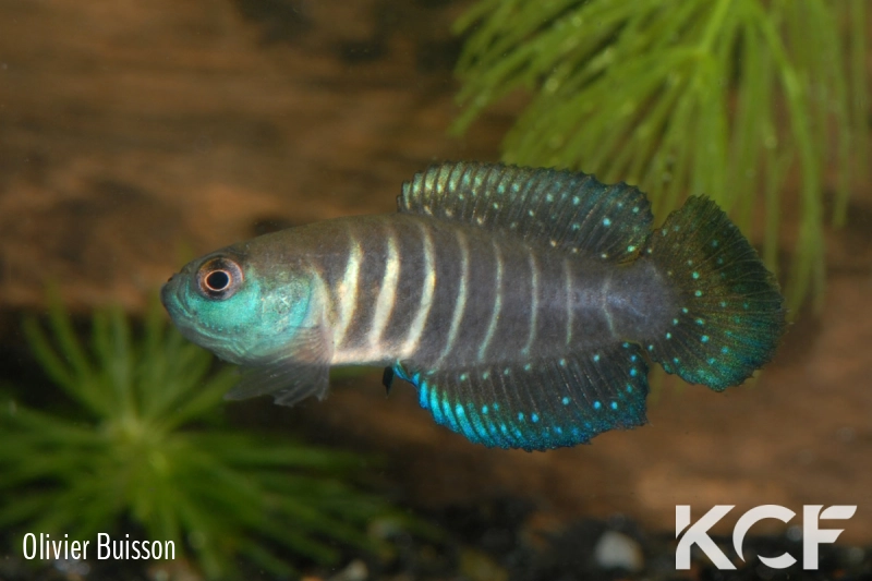 Austrolebias sp. Monts de Cristal male adulte 