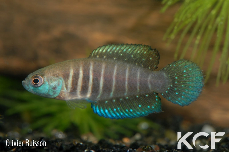 Austrolebias sp. Monts de Cristal male adulte 