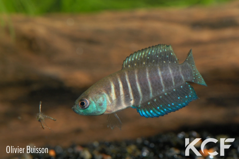 Austrolebias sp. Monts de Cristal male adulte 