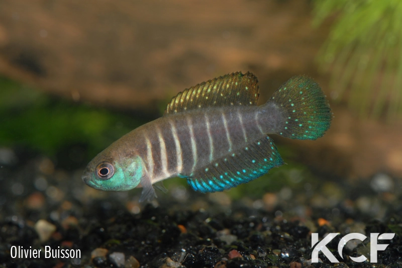 Austrolebias sp. Monts de Cristal male adulte 