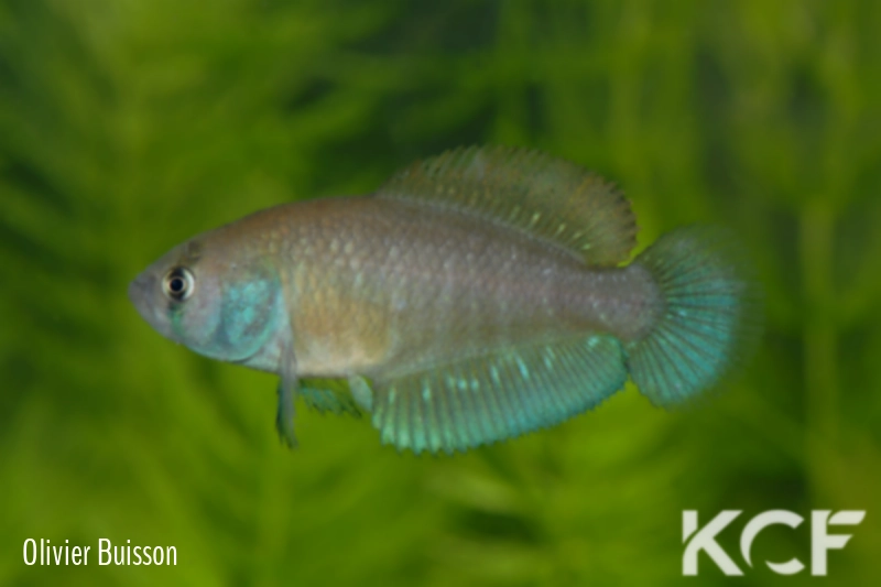 Austrolebias univentripinnis Jaguarão River floodplains - Mirim Lagoon basi male adulte 
