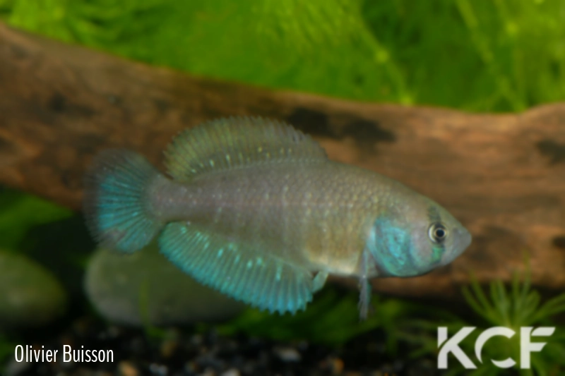 Austrolebias univentripinnis Jaguarão River floodplains - Mirim Lagoon basi male adulte 