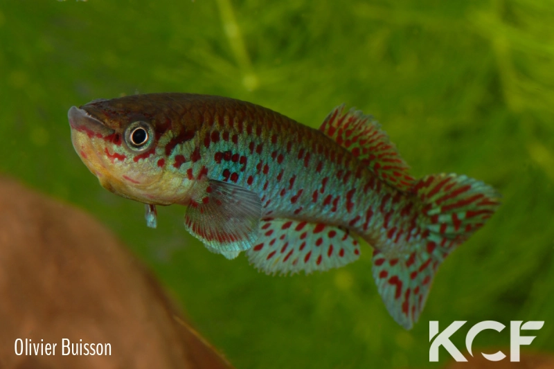 Fundulopanchax gardneri Telemu N-TC 07-03 male adulte 