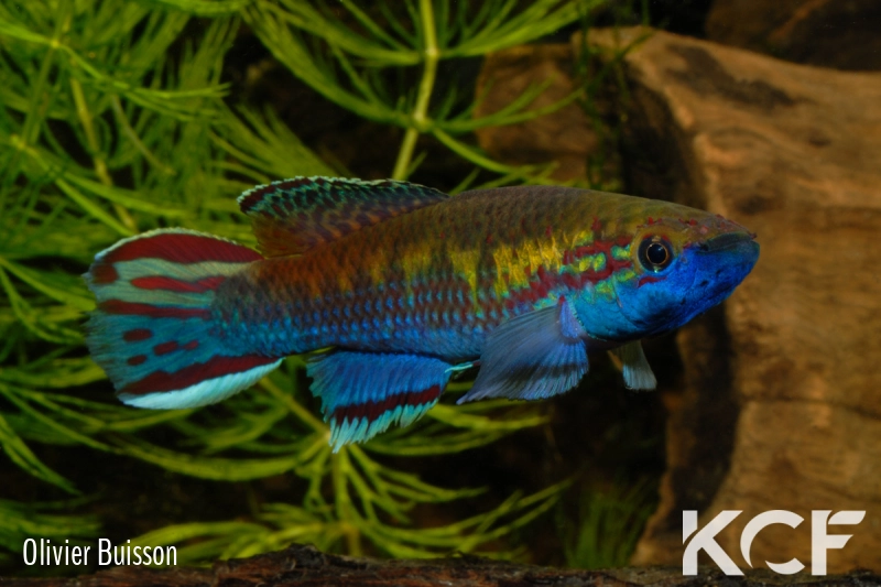 Callopanchax occidentalis Mangata GM 97-03 male adulte 