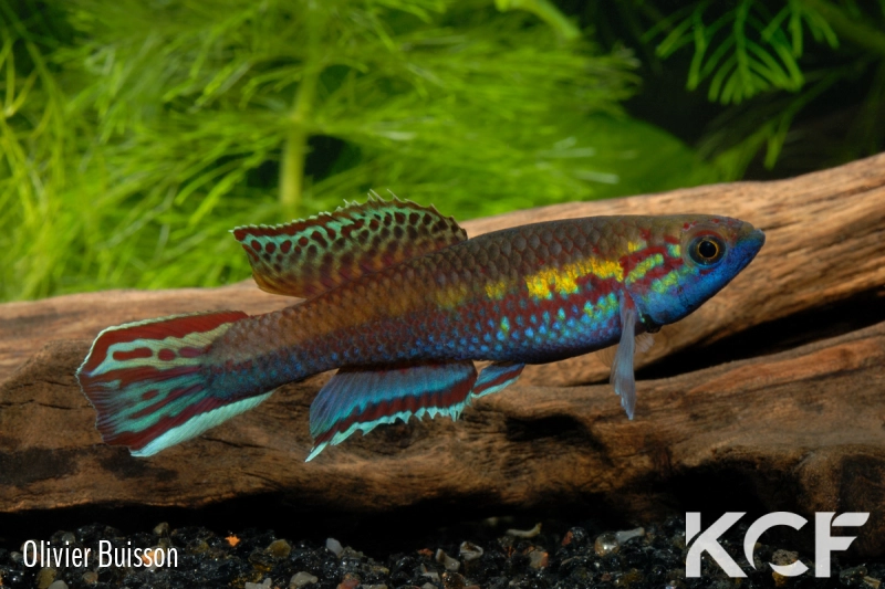 Callopanchax occidentalis Mangata GM 97-03 male adulte 