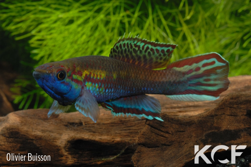 Callopanchax occidentalis Mangata GM 97-03 male adulte 