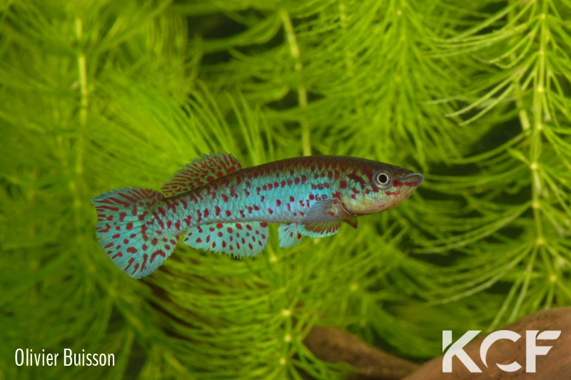 Fundulopanchax gardneri Telemu N-TC 07-03 male adulte 