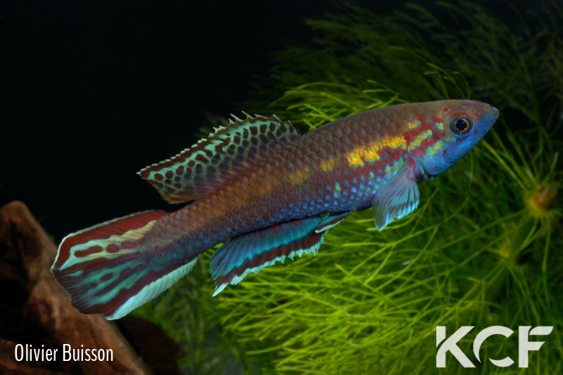 Callopanchax occidentalis Mangata GM 97-03 male adulte 