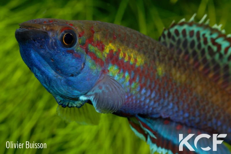 Callopanchax occidentalis Mangata GM 97-03 male adulte 