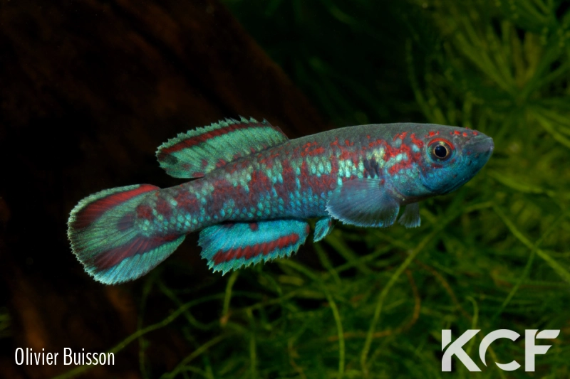 Callopanchax sidibeorum Guinée CI 92 male adulte 