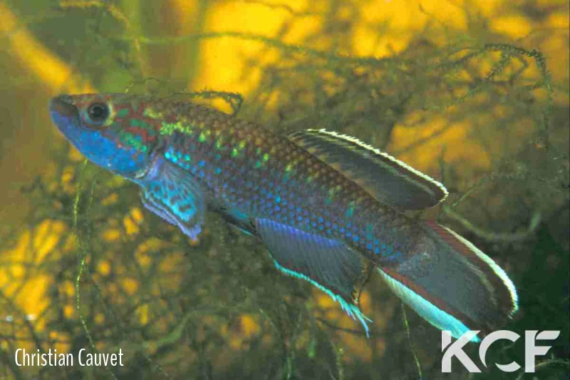 Callopanchax toddi Barmoi SLCD 84-16 male adulte 