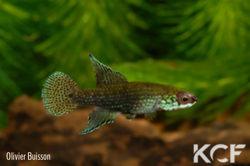 Campellolebias intermedius Juquiá BR 10-01 male adulte 