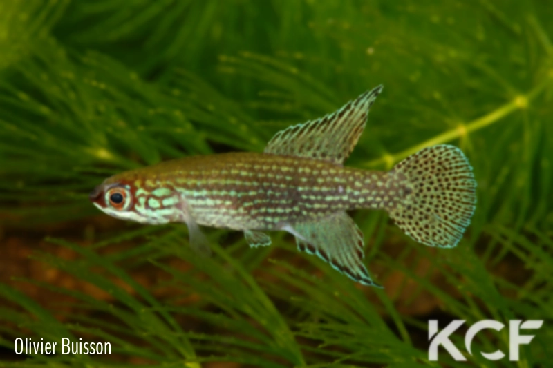 Campellolebias intermedius Juquiá BR 10-01 male adulte 