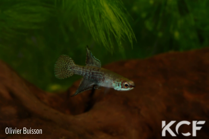 Campellolebias intermedius Juquiá BR 10-01 male adulte 