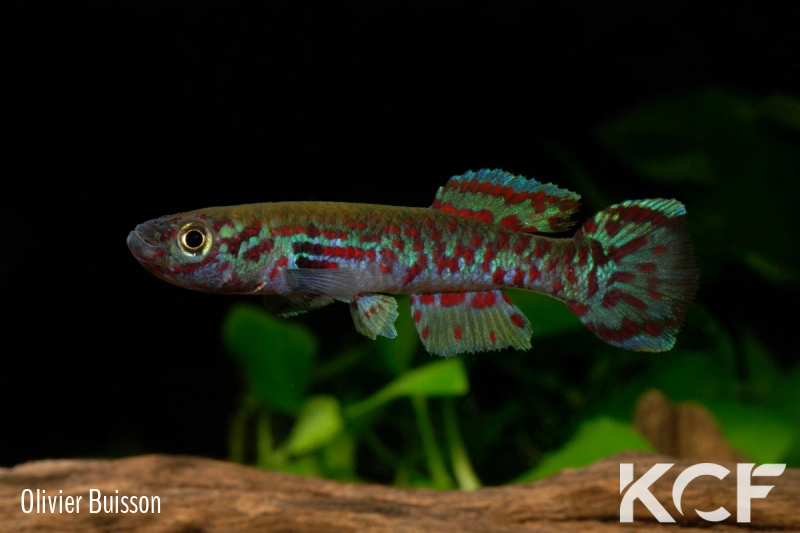 Fundulopanchax mamfensis 3km Bachuo Akagbe ADL 13-25 male adulte 