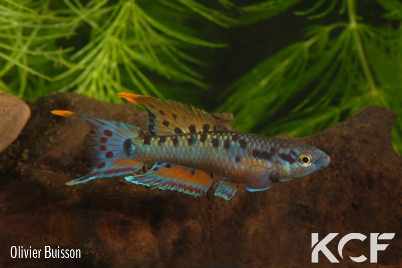 Aphyo. Chromaphyosemion bivittatum Funge male adulte 