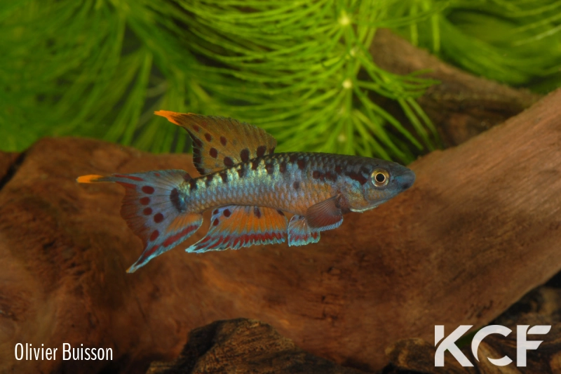 Aphyo. Chromaphyosemion bivittatum Funge male adulte 