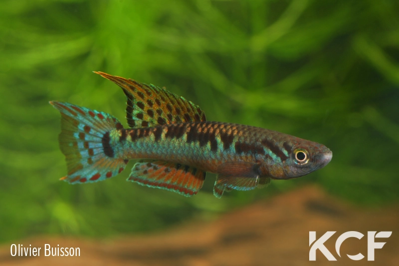 Aphyo. Chromaphyosemion bivittatum Funge ABC 05-12 male adulte 