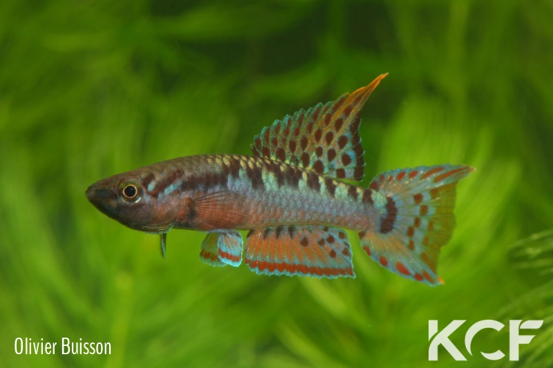 Aphyo. Chromaphyosemion bivittatum Funge ABC 05-12 male adulte 